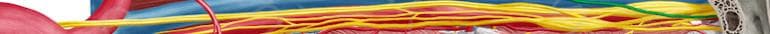 Long narrow stripe of colorful accessory nerve fibers, bone on right.
